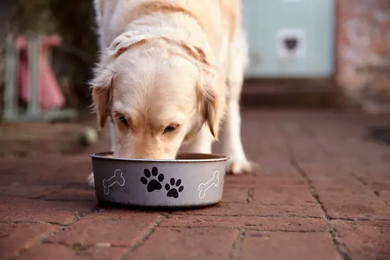 Best Pet Food: What the Label Can Tell You