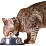 A Veterinarian’s Thoughts on Cat Food