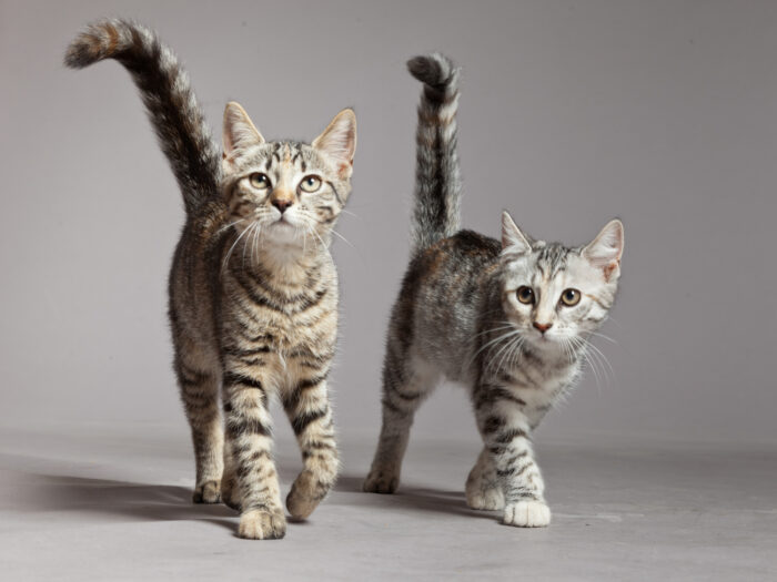 AAFP and AAHA Update Feline Life Stage Guidelines