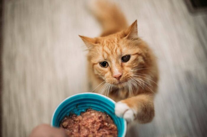 5 Healthy Habits for Your Cat