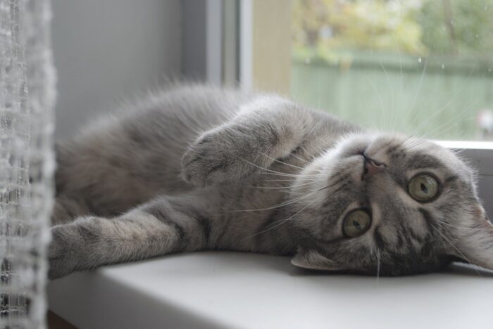 Are Your Window Screens Cat Safe?