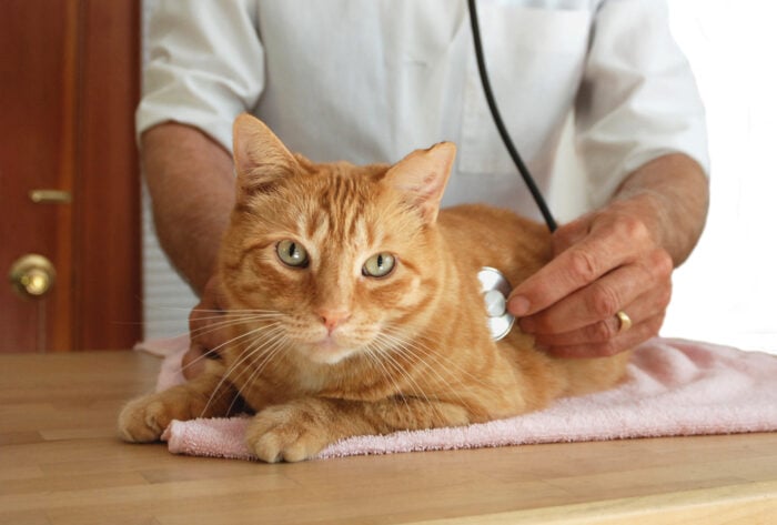 Safe Anesthesia for Your Cat Begins at Home