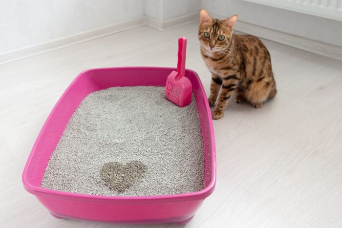 Litter Box Solutions for Senior Cats