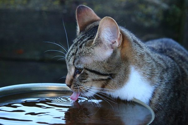 Why Hydration is Critical to Your Cat’s Optimal Health