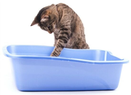 When it Comes to Your Cat’s Litter Box, Simple is Better