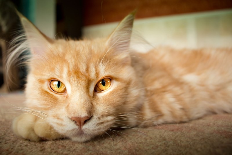 These Websites Can Help You Determine Whether Your Cat is in Pain