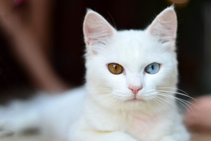 DNA Testing Can Tell You About Your Cat’s Health and Genetic Makeup and Help Advance Science