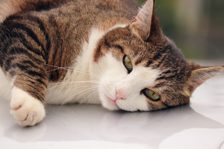 FDA Approves First Ever Arthritis Pain Management Treatment for Cats