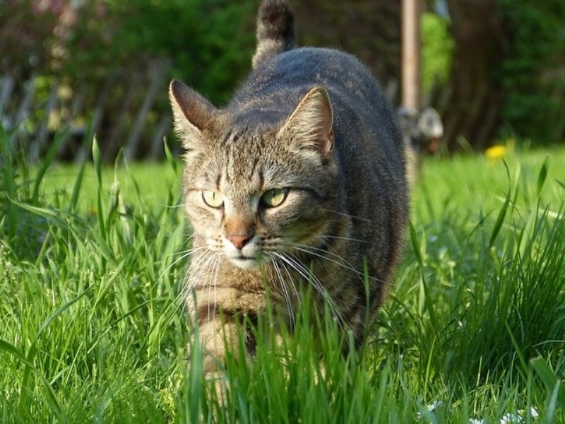 How Lawn Chemicals Affect Your Cats (Even Indoor Cats!)