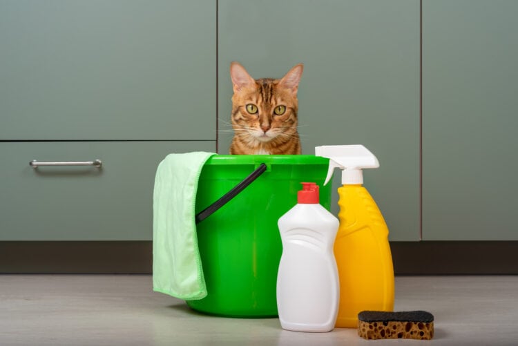 Cat-Friendly Cleaning Tips