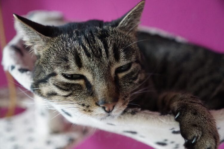 10 Subtle Signs Your Cat May Be Sick