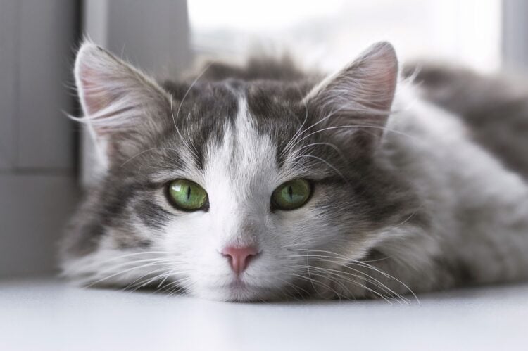 What Does It Mean If Your Cat’s Eyes Change Color?