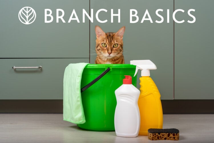 Branch Basics: Cleaning Products That Are Safe for Cats and Humans