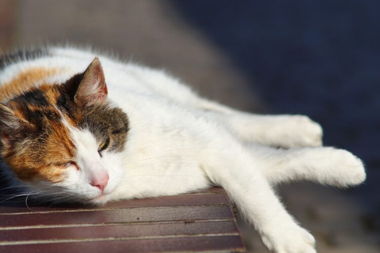 Heatstroke in Cats: Signs, Symptoms, Treatment & Prevention