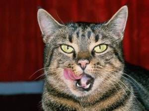 Feline Nutrition: Who Bears the Responsibility?