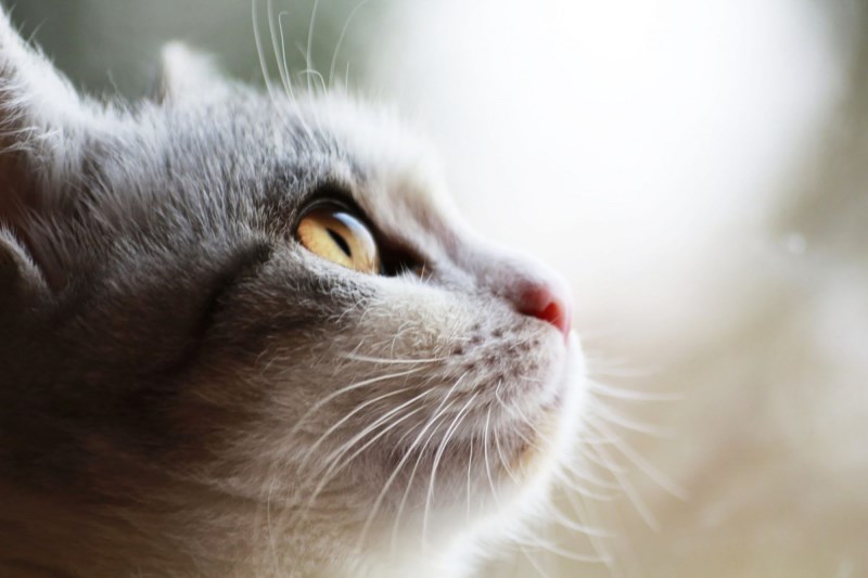 More Cats May Have Coronavirus Than We Thought at First