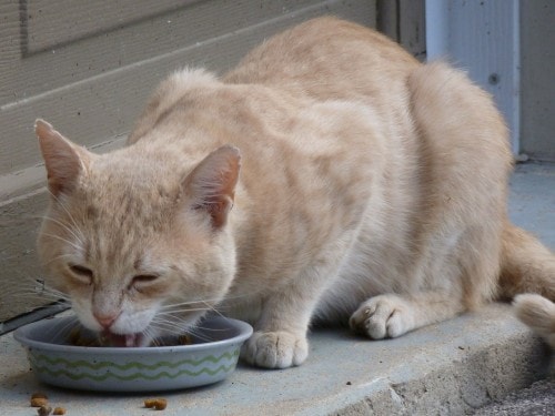 Your Hypecarnivore: Why Senior Cats Need Protein to Thrive