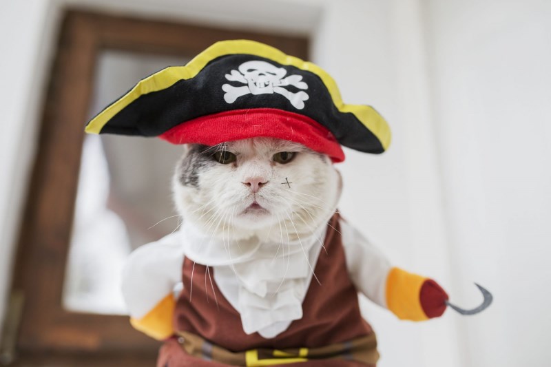 14 Bewitchingly Cute Cat Halloween Pictures to Get You in the Spooky Spirit