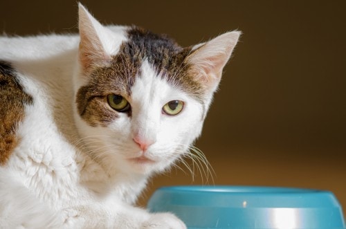 The Right Diet for Cats with Cancer