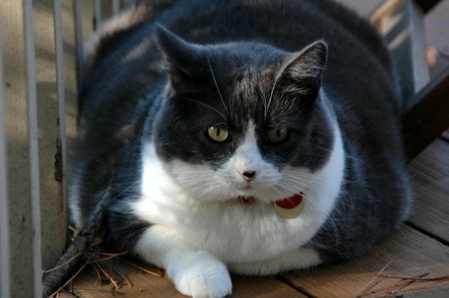 Majority of Cats in the US are Overweight or Obese