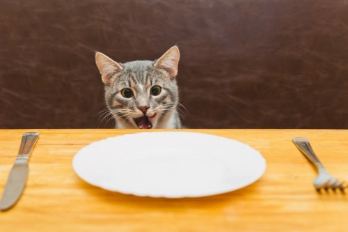 Report Sheds Light On Serious Problems in the Pet Food Industry