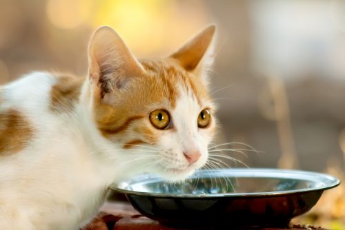 Darwin’s Raw Cat Food: Feed Your Cat the Way Nature Intended