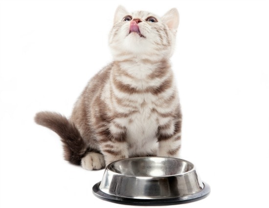 Balanced Blends Raw Cat Food Takes Food Safety Seriously