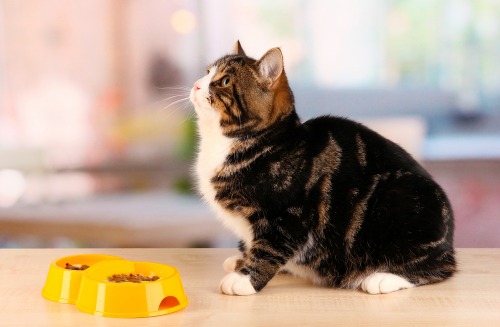 Darwin’s Offers Raw Prescription Diet for Cats