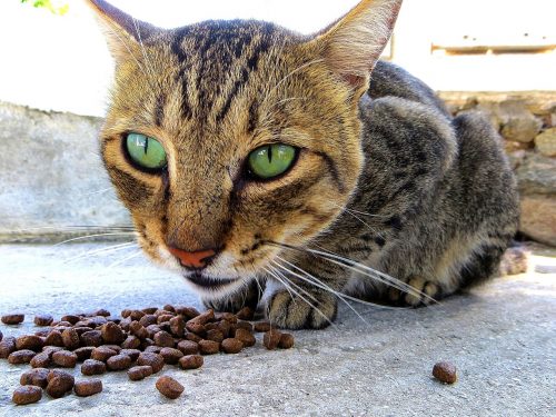 Study Confirms that Dry Food Increases Risk of Diabetes for Cats