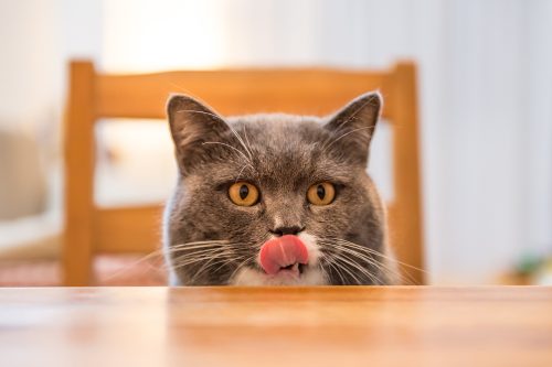 Is It Okay to Feed Your Cat Table Scraps?