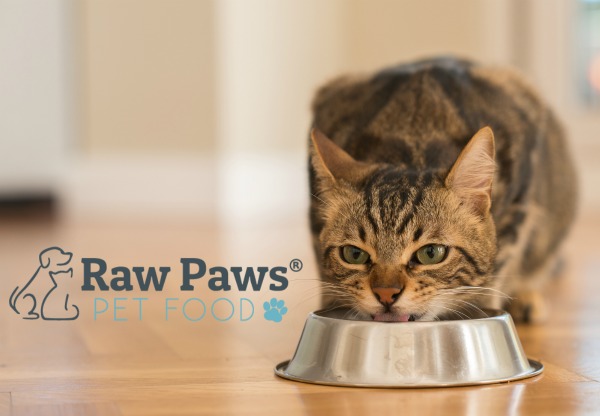 Raw Paws Signature Blend Cat Food Review (2023 Update)