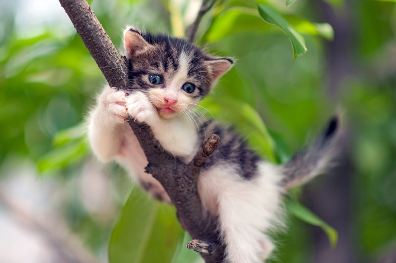 Cat Stuck in a Tree? Here’s How to Rescue Your Feline Friend