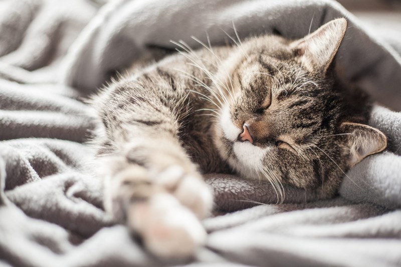 Do Cats Get Cold? How to Keep Your Cat Warm This Winter