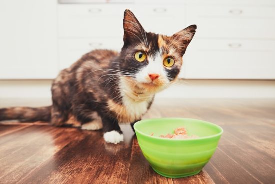 What Should Be in Your Cat’s Diet?