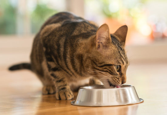 Rotation Diet for Cats: Benefits, How To, & More!