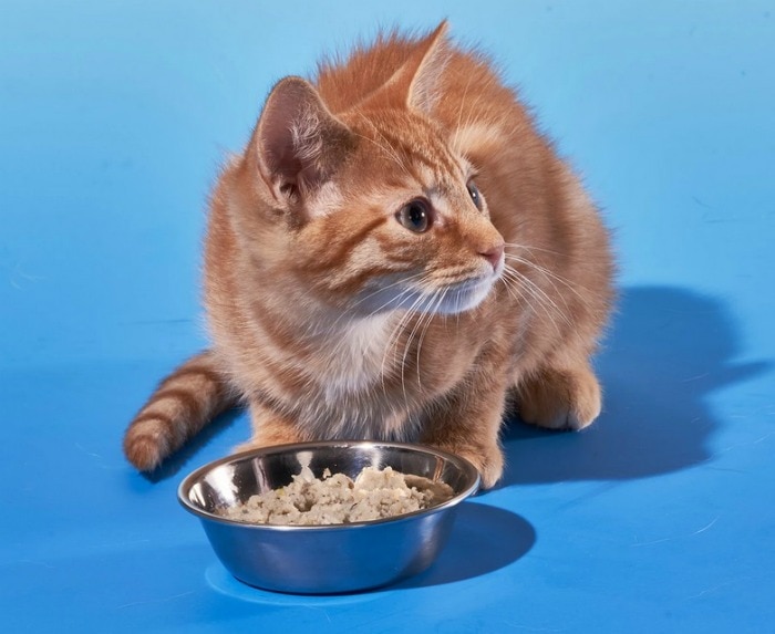 Why Quality Matters: Fresh Food for Cats