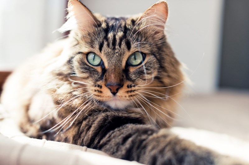 How to Care for Cat Incontinence and Make Your Kitty Feel Better