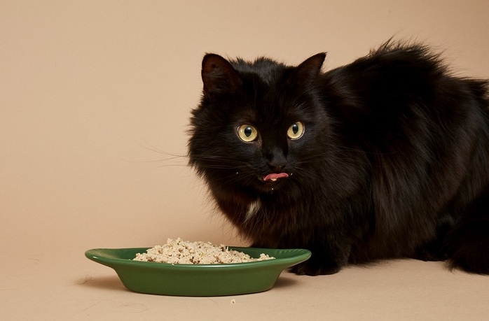 Smalls Fresh Cat Food Review in 2023: A Close Look at the Meal Delivery Service