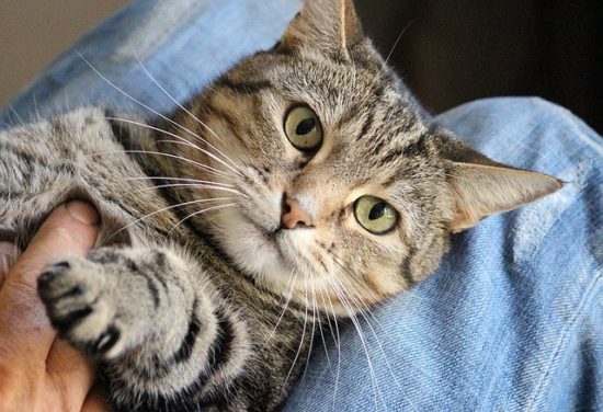 Petting Aggression in Cats: Why Cats Bite the Hand They Love