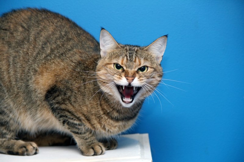 Redirected Aggression in Cats: Recognition & Treatment