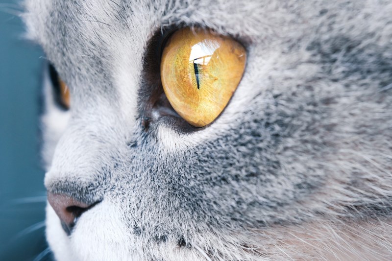 Is Your Cat’s Breed a Mystery? This DNA Test Could Solve It