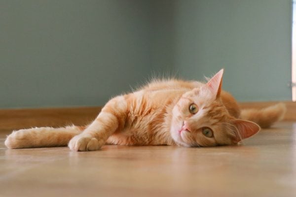 How Cats Communicate Through Marking Behavior