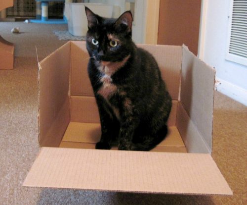 Why Do Cats Love Boxes So Much?