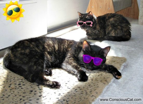 Will the Solar Eclipse Affect Your Cat?