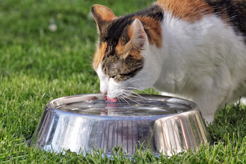 Cat Dehydration: Symptoms and Treatments to Get Your Kitty More Fluids