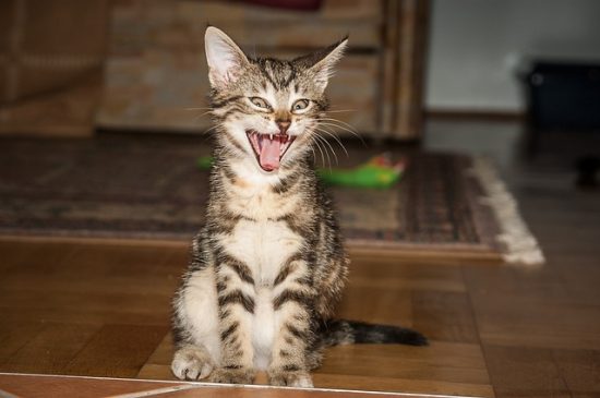 Cat Sounds: What Do Your Cat’s Vocal Expressions Mean?