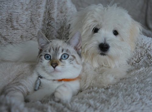 How to Help Your Cat and Dog Get Along