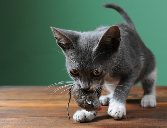 Why Does Your Cat Bring You Gifts? 6 Common Reasons