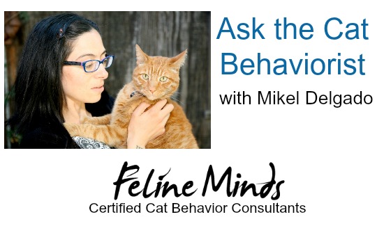 Ask the Cat Behaviorist with Mikel Delgado: Cat Constantly Begging for Food, Two Cats Don’t Get Along Anymore, and More