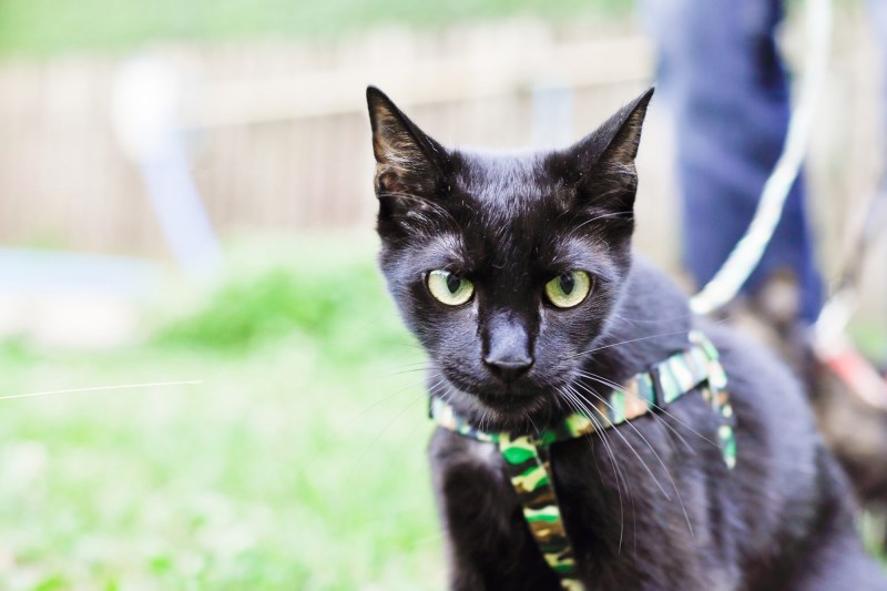 How to Train a Cat to Walk on a Leash and Harness